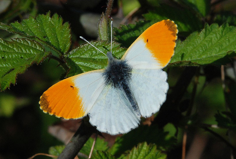 Anthocharis cardamines